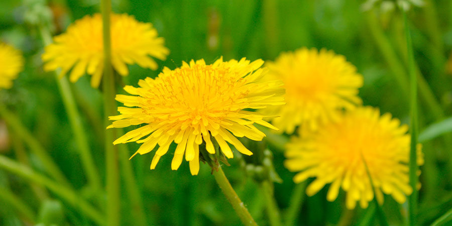 Mælkebøtte Dandelion