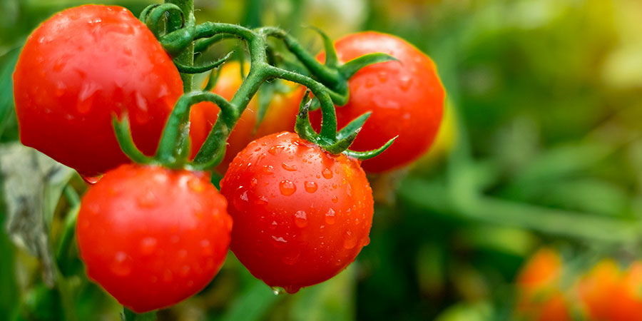 Cherrytomat Cherry tomato