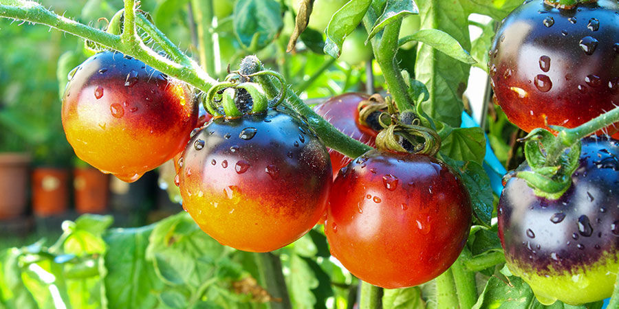 Indigo Rose-tomater Indigo rose tomatoes