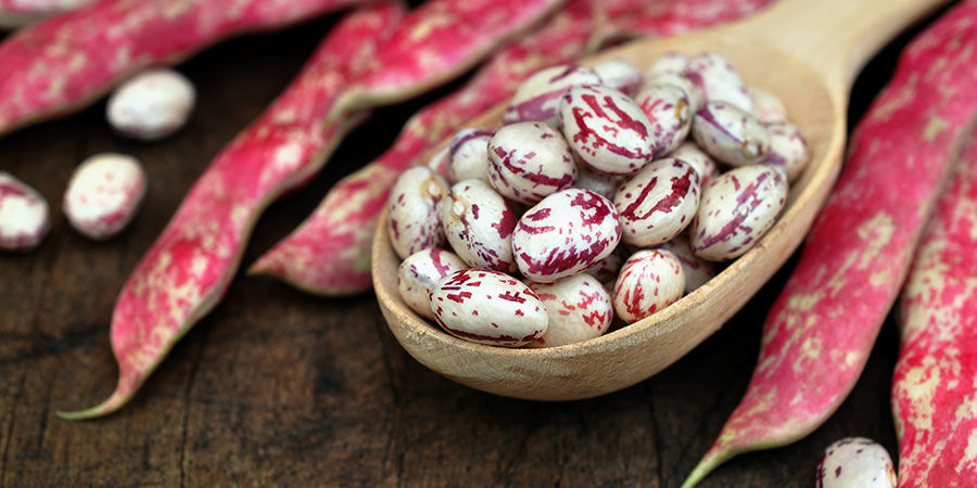 Pinto-bønne Pinto Bean