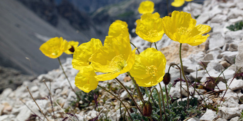 Alpevalmue (Papaver alpinum) Alpevalmue (Papaver alpinum)