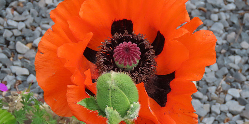 Stor skarlagenrød valmue (Papaver bracteatum) Great Scarlet Poppy (Papaver Bracteatum)