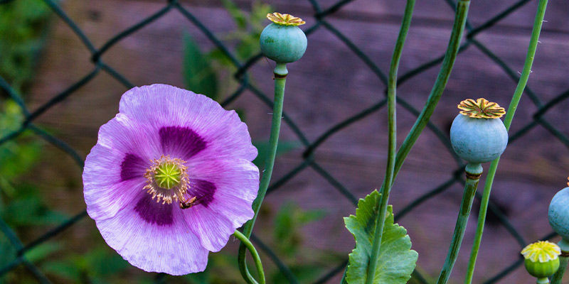 Opiumvalmue (Papaver somniferum) Opiumvalmue (Papaver somniferum)