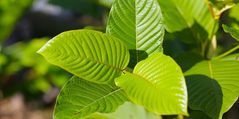Lær Mitragyna speciosa at kende Lær Mitragyna speciosa at kende