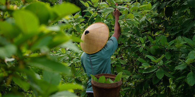 Kratoms historie History of kratom