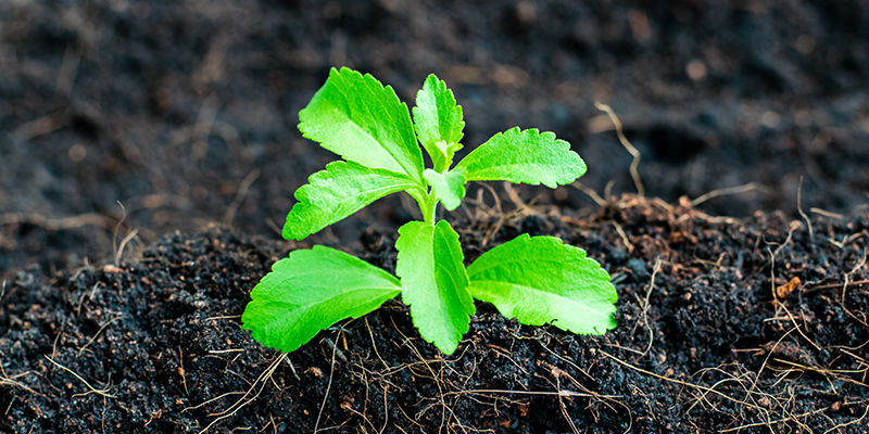 Sådan dyrker du stevia Sådan dyrker du stevia