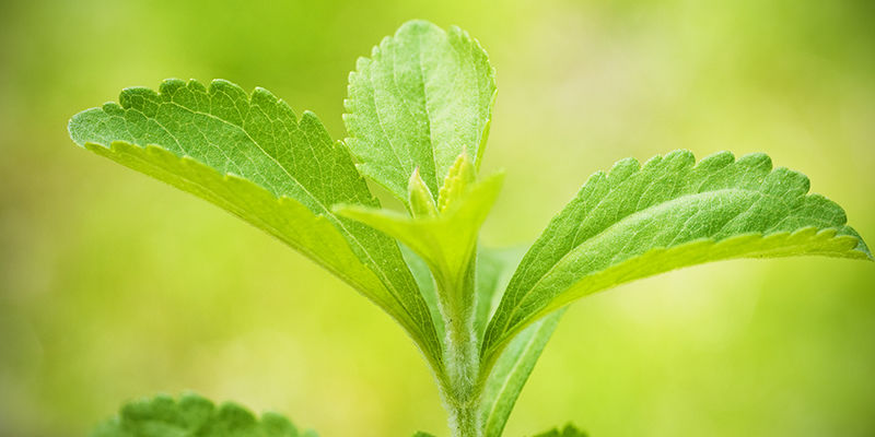 Stevia: Et værdifuldt tilskud til din have og din kost Stevia: Et værdifuldt tilskud til din have og din kost