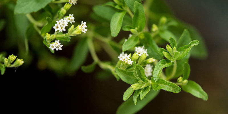 Hvad er stevia? Hvad er stevia?