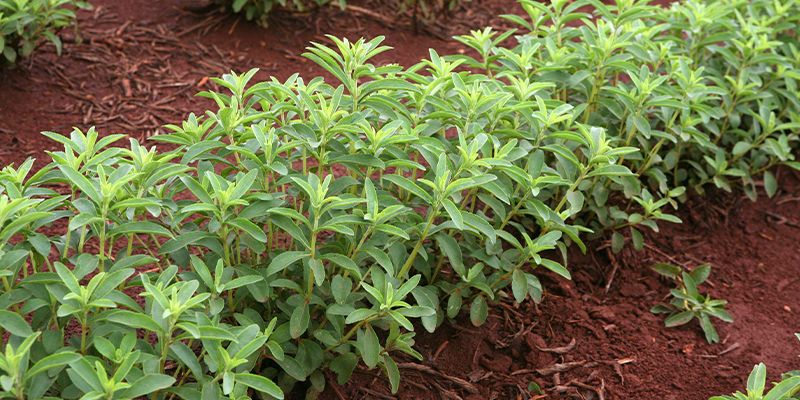 Hvor stammer stevia fra? Hvor stammer stevia fra?