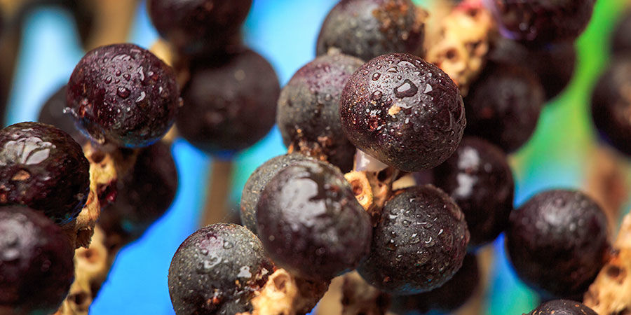 Acai bær Acai Berries