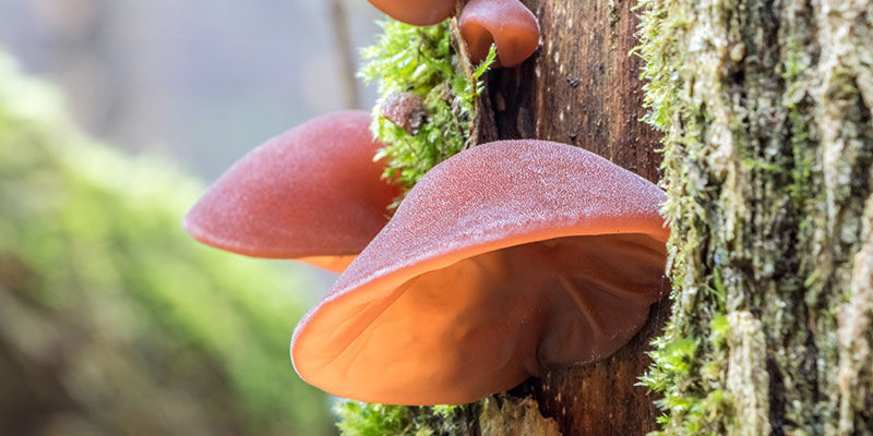 Wood Ear Mushroom / Juda's Ear Wood Ear Mushroom / Juda's Ear