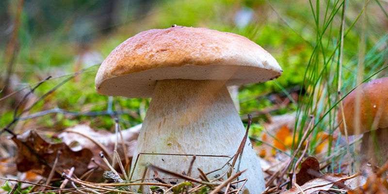 Porcini Porcini