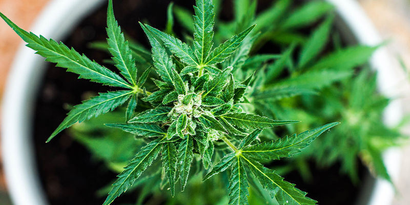 Sådan forebygger du HpLV i cannabis Sådan forebygger du HpLV i cannabis