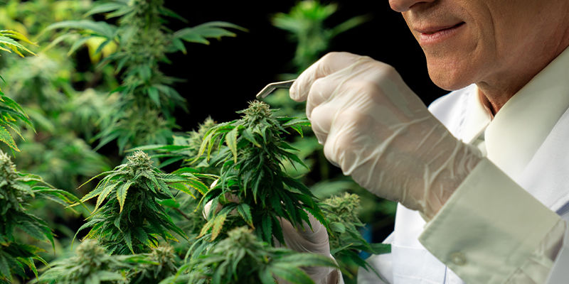 Sådan behandler du HpLV i cannabisplanter How To Treat HpLV In Cannabis Plants