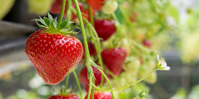 Jordbær Strawberry