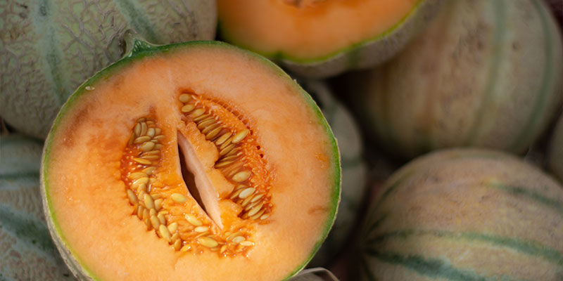Charentais Melon Charentais Melon