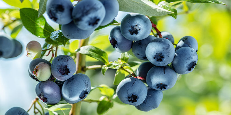 Blåbær Blueberries