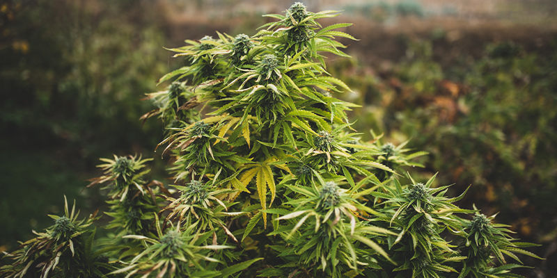 Diploid cannabis vs polyploid cannabis Diploid Cannabis Vs Polyploid Cannabis