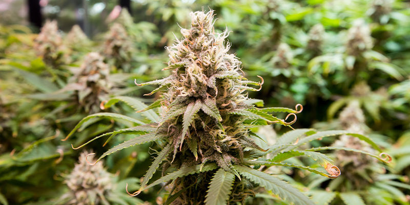 Hvad er tetraploider i cannabis? Hvad er tetraploider i cannabis?