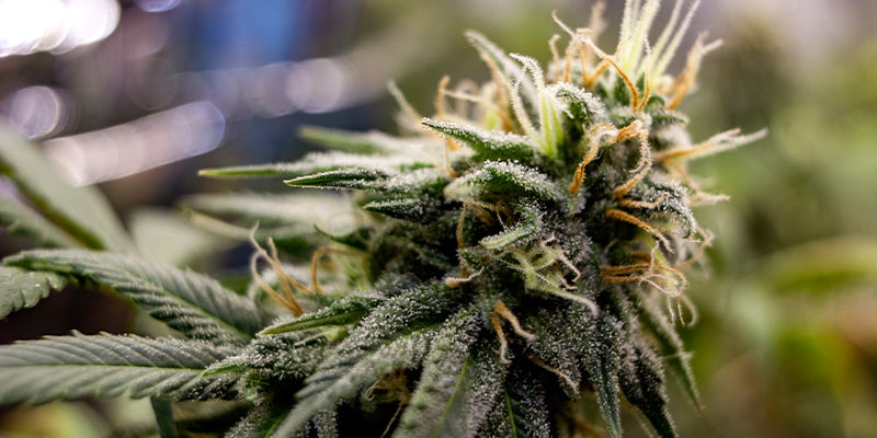 Hvad er triploider i cannabis? Hvad er triploider i cannabis?