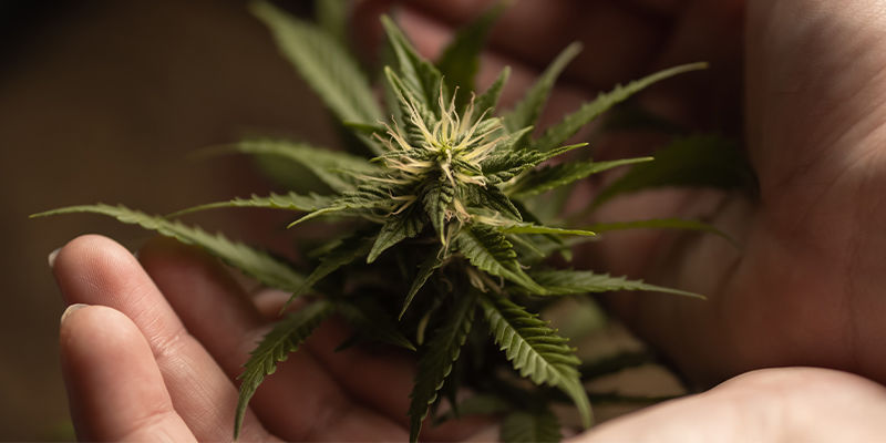 Hvorfor tetraploider og triploider kan blive en gamechanger for cannabisforædling Why Tetraploids And Triploids Are A Potential Game-Changer For Cannabis Breeding