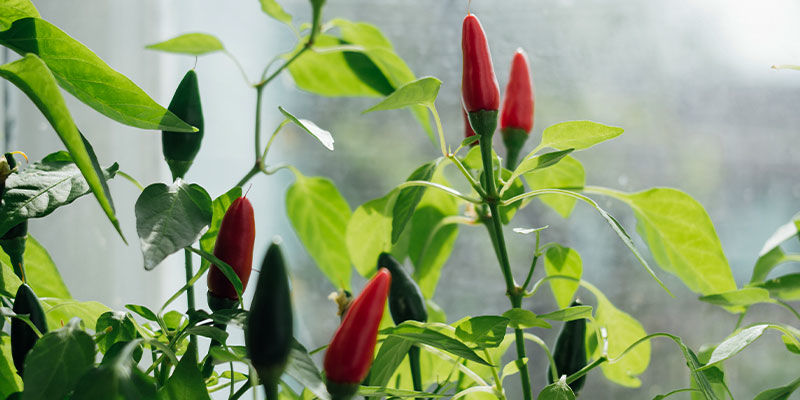 Dvægpeber Dwarf Pepper