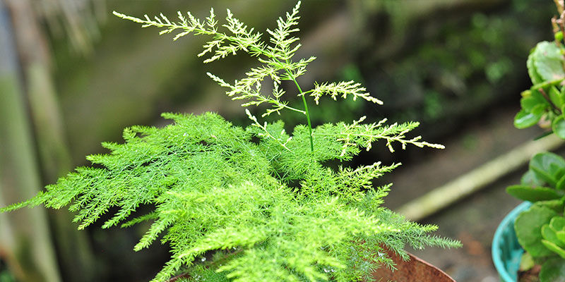 Asparagusbregne Asparagus Fern