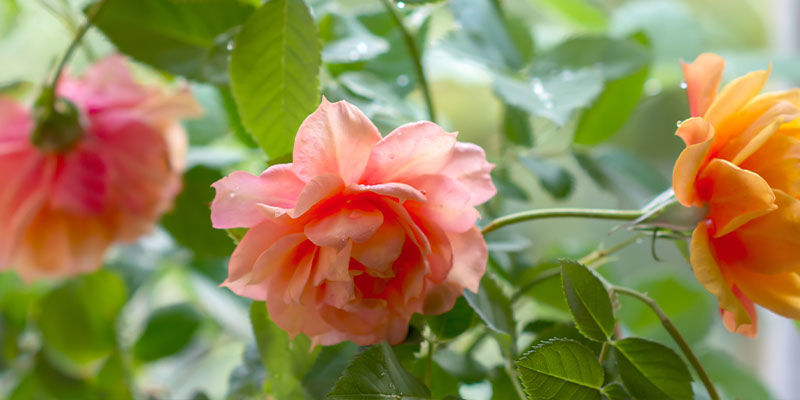 Roseplanter Rose Plants