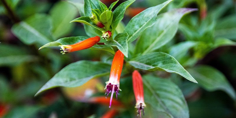 Cigarplante Cigar Plant
