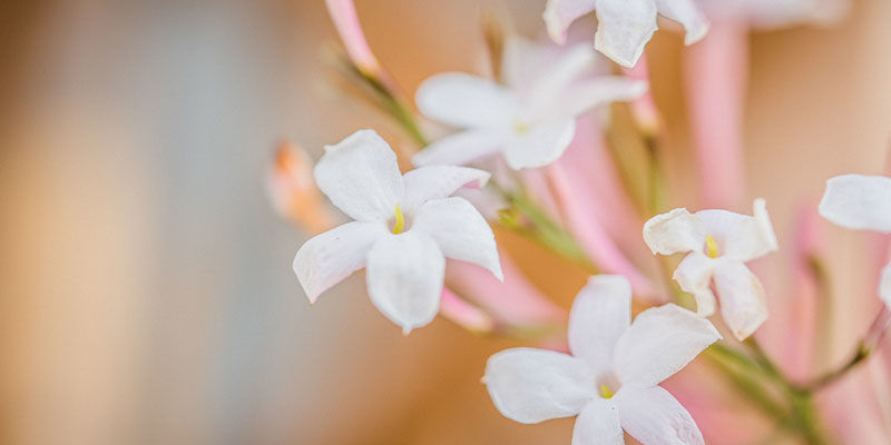 Jasmin Jasmine