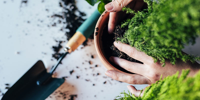 Top 10 prydplanter, du kan dyrke indendørs Top 10 prydplanter, du kan dyrke indendørs