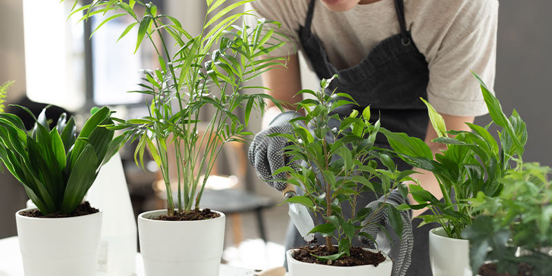 Hvorfor dyrke planter indendørs? Hvorfor dyrke planter indendørs?