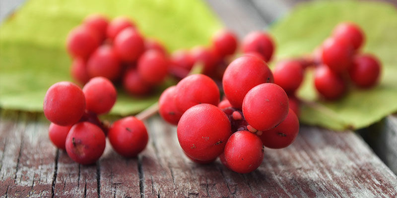 Schisandra Schisandra