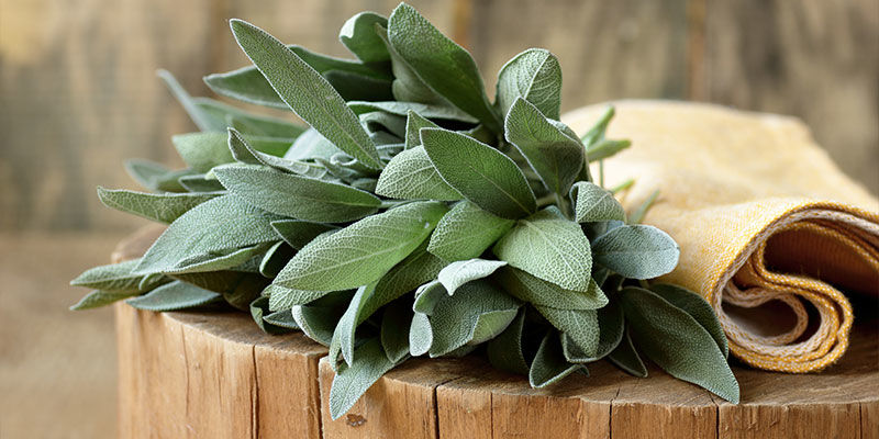 Salvie Sage