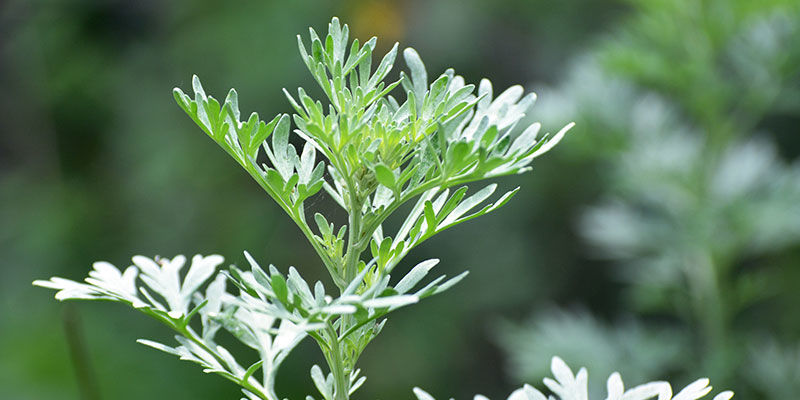 Wormwood Wormwood
