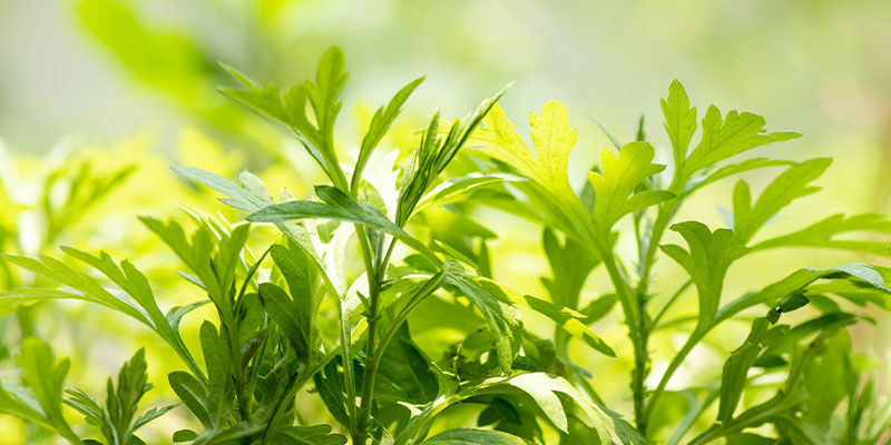 Bynke Mugwort