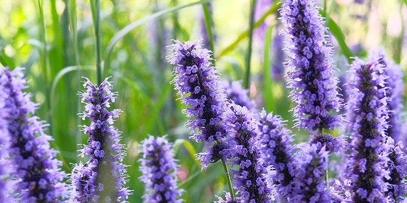 Isop Hyssop