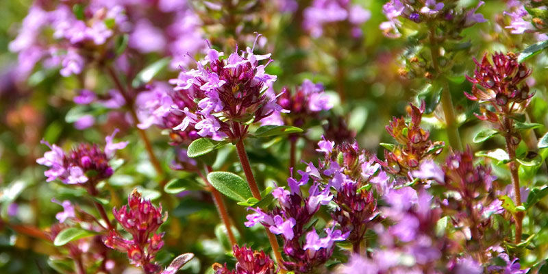 Tysk vintertimian German Winter Thyme