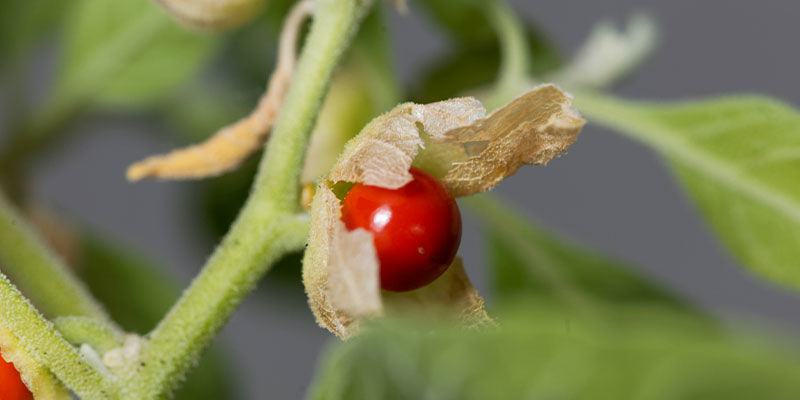 Ashwagandha Ashwagandha