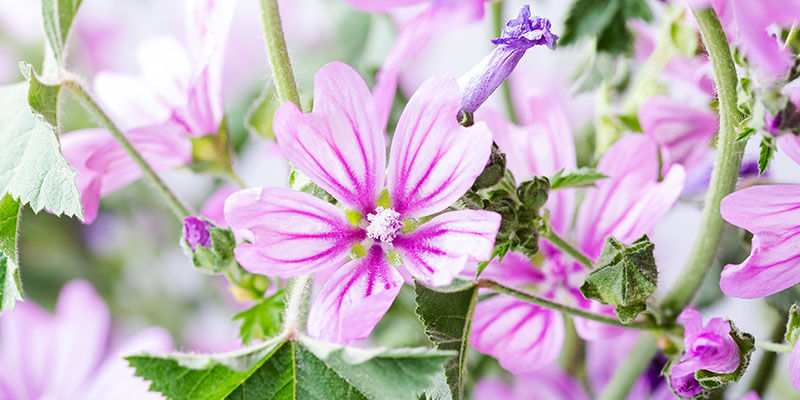 Mallow Mallow