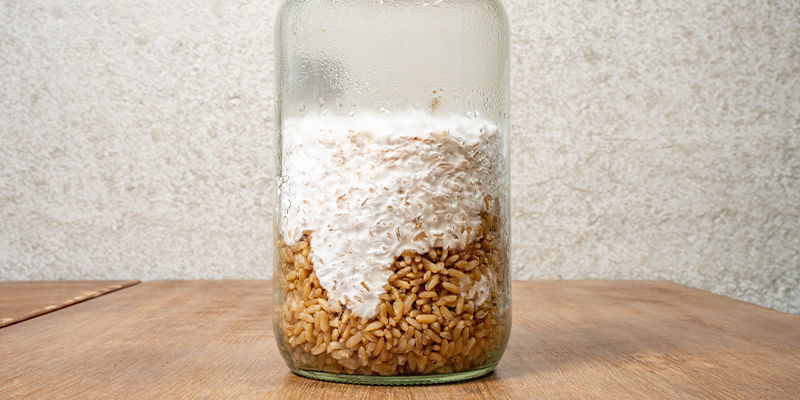 Lad mycelium danne sig Let the mycelium form