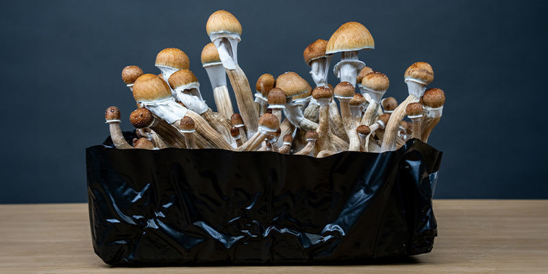 Få mest muligt ud af myceliet med en monotub Få mest muligt ud af myceliet med en monotub