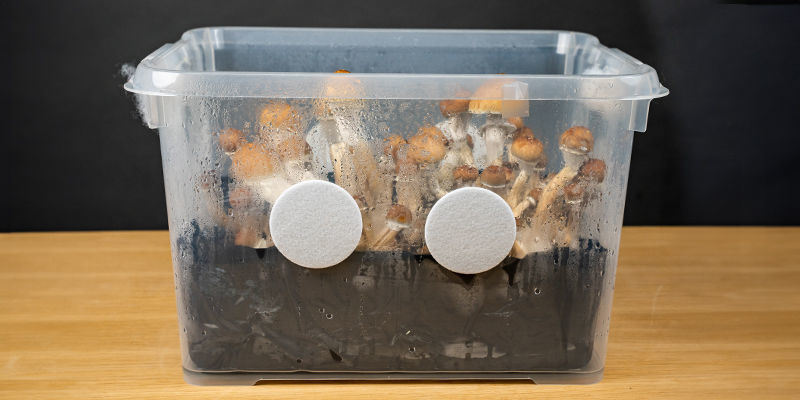 Hvad er en monotub? Hvad er en monotub?