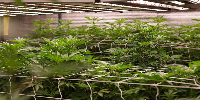 Fordele ved at dyrke cannabis med NFT-hydroponik Fordele ved at dyrke cannabis med NFT-hydroponik