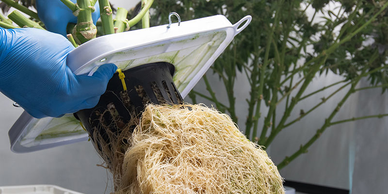 Hvordan fungerer NFT-hydroponik? How does NFT hydroponics work?