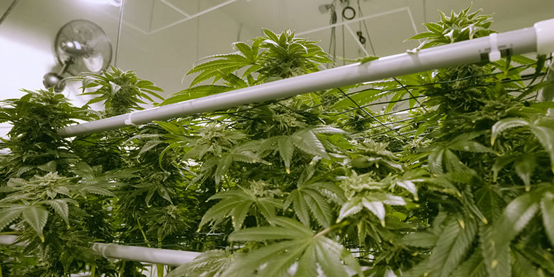 Sådan bygger du et NFT-hydroponisk system til cannabis Sådan bygger du et NFT-hydroponisk system til cannabis
