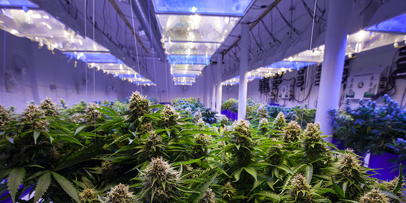 Hvad er LEC-dyrkningslys? What Are LEC Grow Lights?