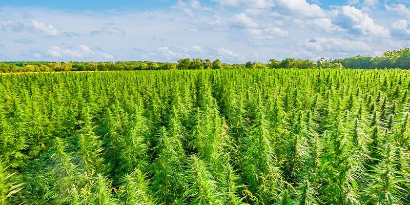 Cannabisindustriens verdensrekorder Cannabis industry world records