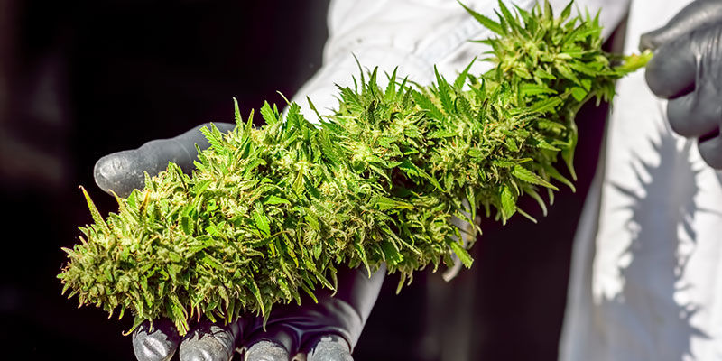 Plantebaserede verdensrekorder Plant-based world records