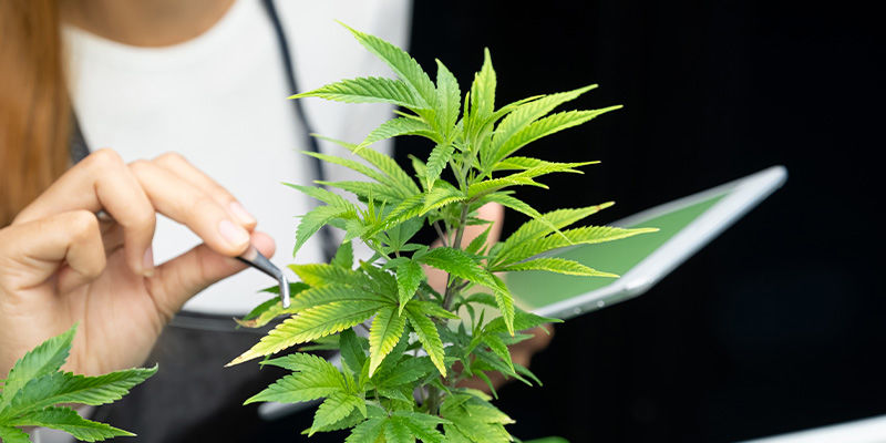 Hvilken rekord vil cannabisindustrien slå næste gang? Hvilken rekord vil cannabisindustrien slå næste gang?